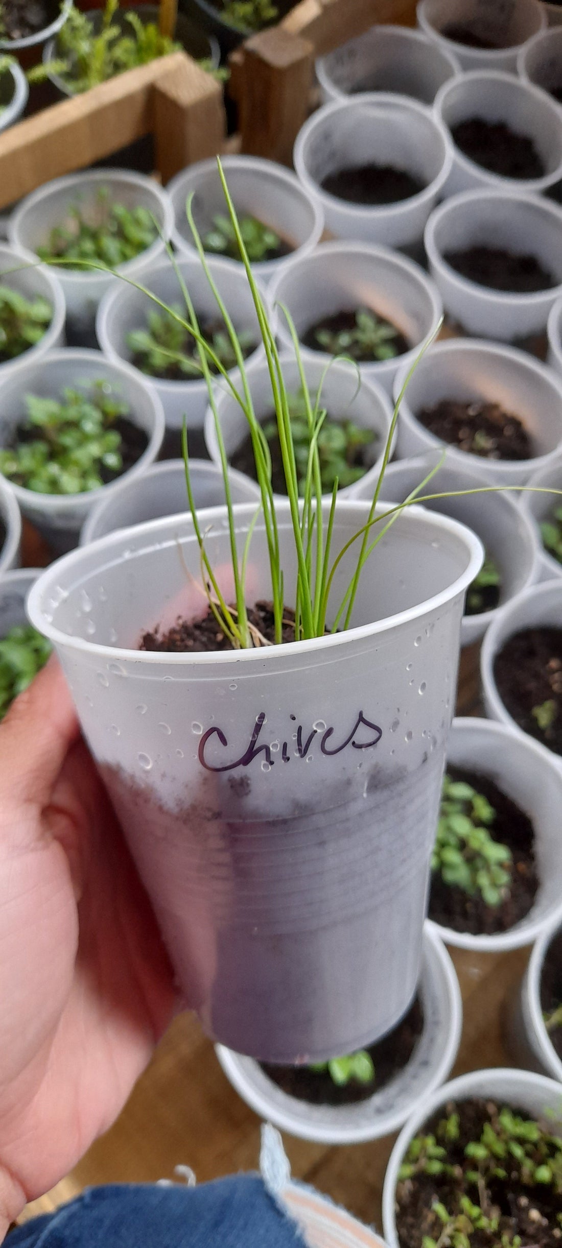 How to make friends with Seed Starts